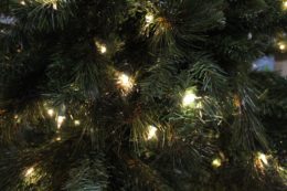 Holiday lights on tree