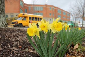 Spring flowers