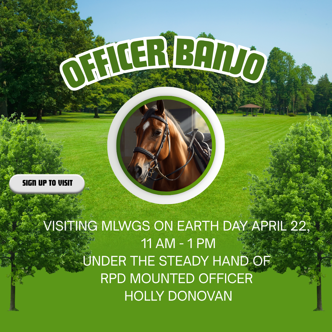 Officer Banjo the horse